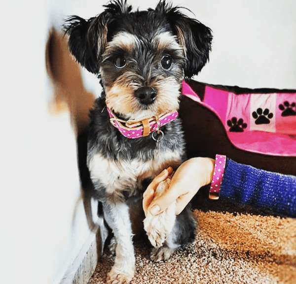 "Pinky Dot" Collar & Bracelet - ArgusCollar