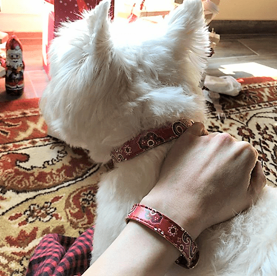 "Bandana" Collar & Bracelet - ArgusCollar