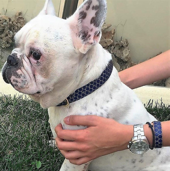 "Gentleman" Collar & Bracelet - ArgusCollar