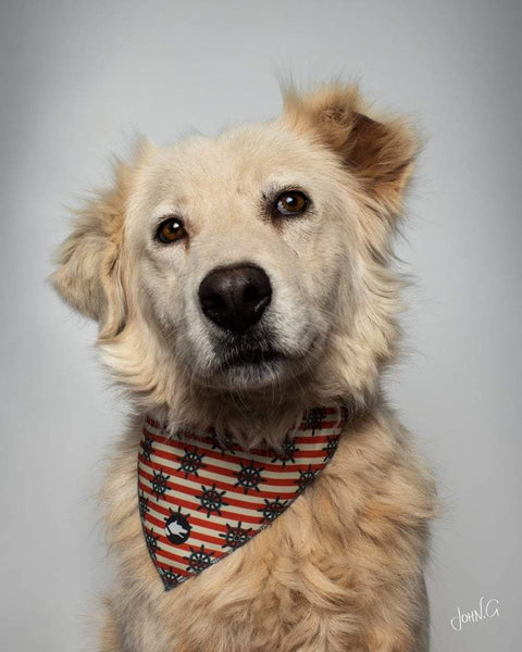 The "Nautical" Dog Bandana - ArgusCollar