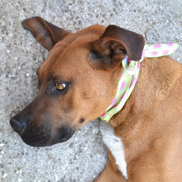 The "Watermelon" Dog Bandana - ArgusCollar