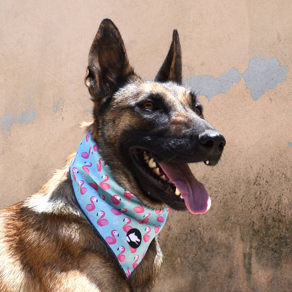 The "Flamingo" Dog Bandana - ArgusCollar