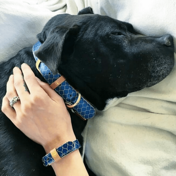 Dog and owner clearance friendship collar and bracelet