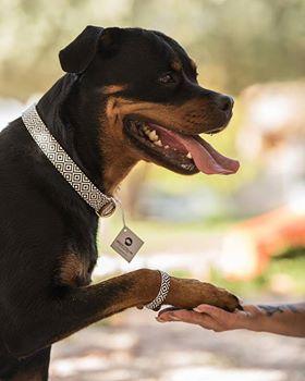 "BW Squary" Collar - ArgusCollar