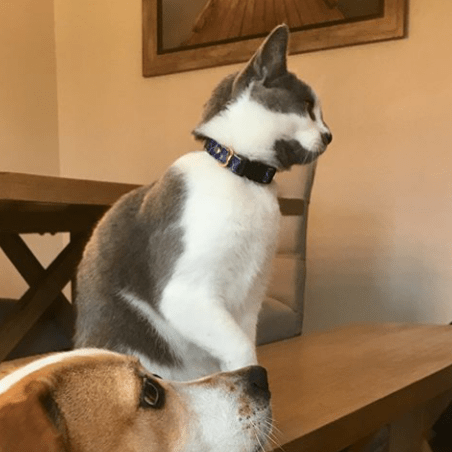 The "Gentleman" Cat Collar - ArgusCollar
