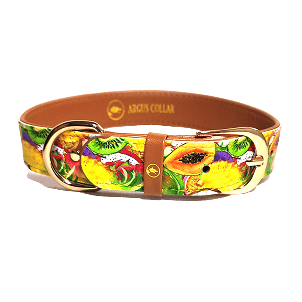 The single "Tutti Frutti" Collar - ArgusCollar